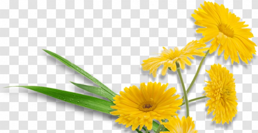 Blumen Büttner Floristry Horticulture Cut Flowers Blumenhaus Gisela Wihl - Blumenversand Transparent PNG