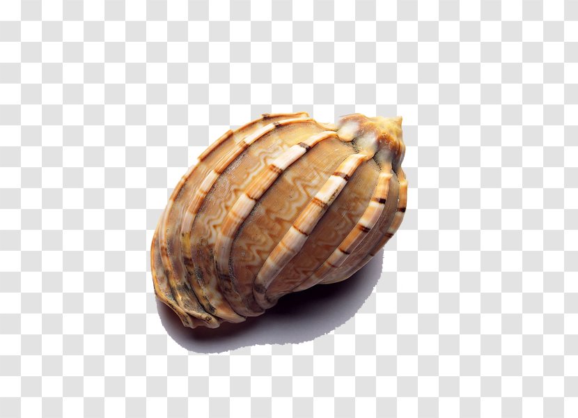 Seashell Icon - Clams Oysters Mussels And Scallops - Conch Transparent PNG
