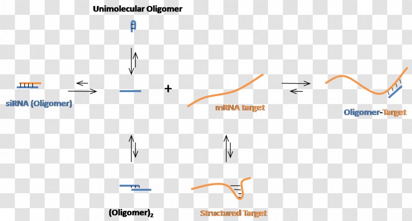 Small Interfering RNA Oligonucleotide Messenger Nucleic Acid Sequence - Nucleotide - Modified Vector Transparent PNG