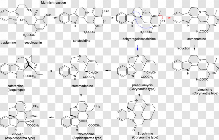 Indole Alkaloid Biosynthesis Terpenoid - Serotonin - Drug Class Transparent PNG
