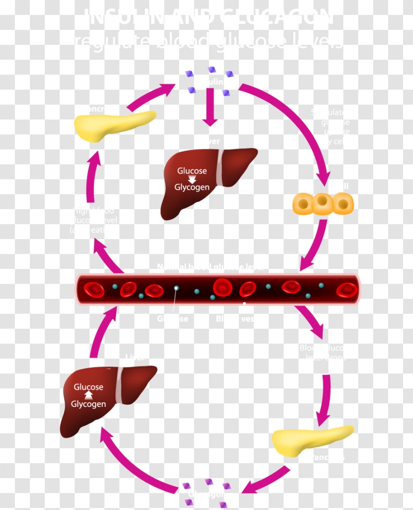 Glucagon Blood Sugar Pancreas Hormone Insulin - Silhouette - Cartoon Transparent PNG