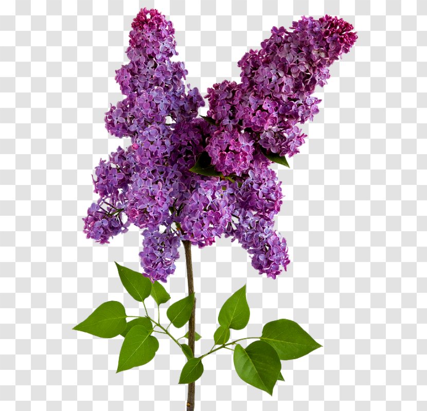 Lilac Wisteria Flower - Flowering Plant Transparent PNG