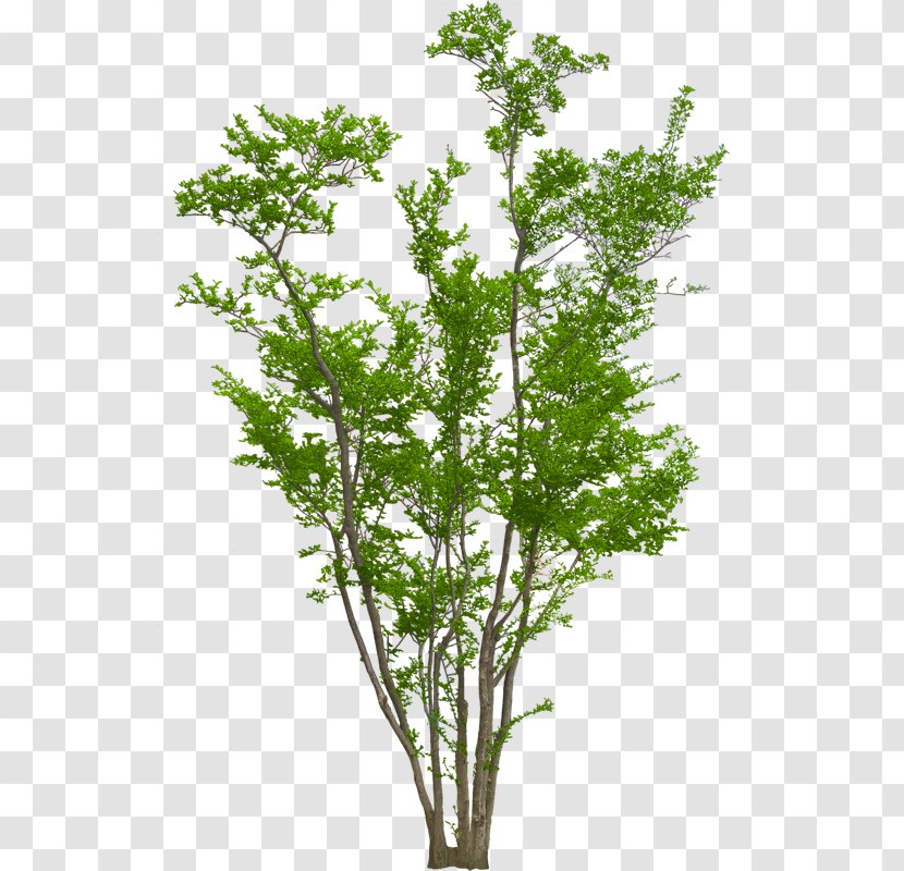 Family Tree Background - Chervil - Heracleum Plant Twig Transparent PNG