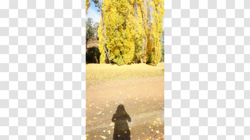 Tree - Yellow Transparent PNG