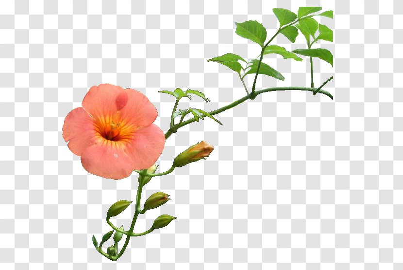 Cut Flowers Petal Blog Poppy Anemone - Livedoor - Flower Transparent PNG