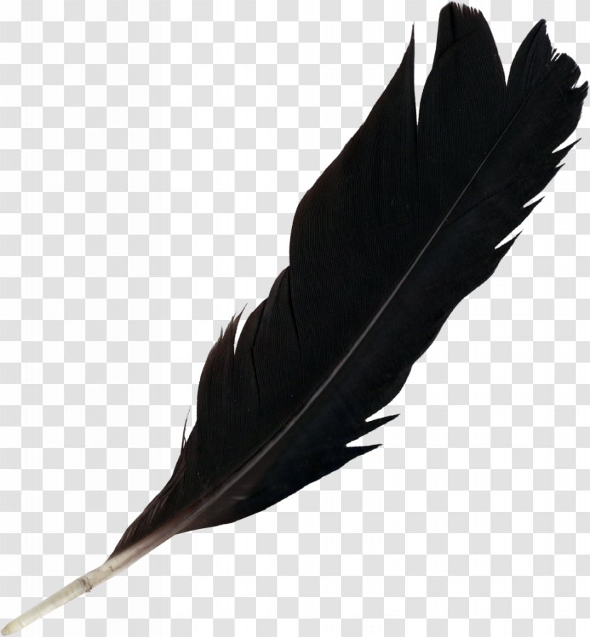 Feather Light - Photography Transparent PNG