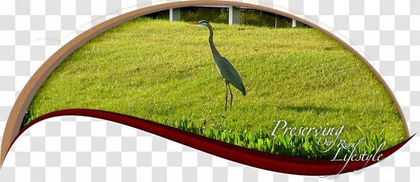 Davie Fort Lauderdale Miami Metropolitan Area Everglades Ocean City Development Corporation - Broward County - Green Transparent PNG