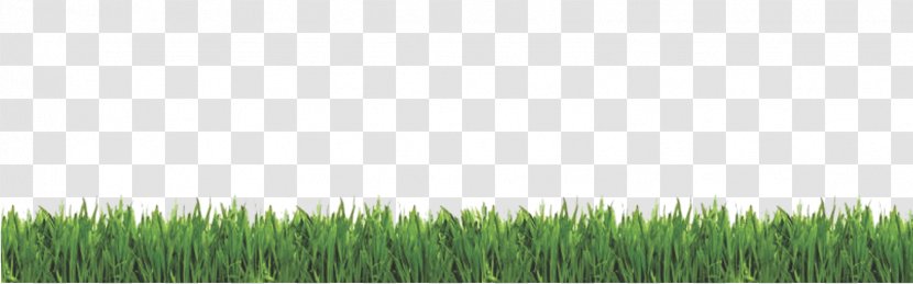 Wheatgrass Lawn Meadow Consumer Reports - Sky Plc - Field Vector Transparent PNG