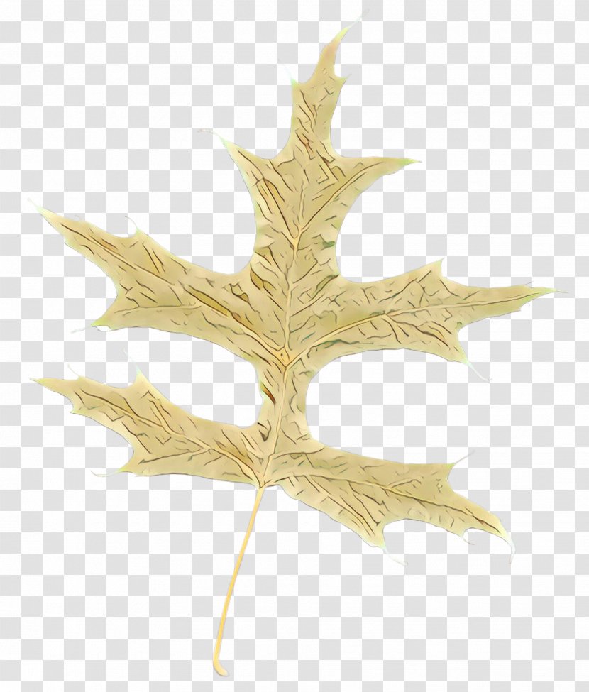 Maple Leaf - Plant - Metal Transparent PNG