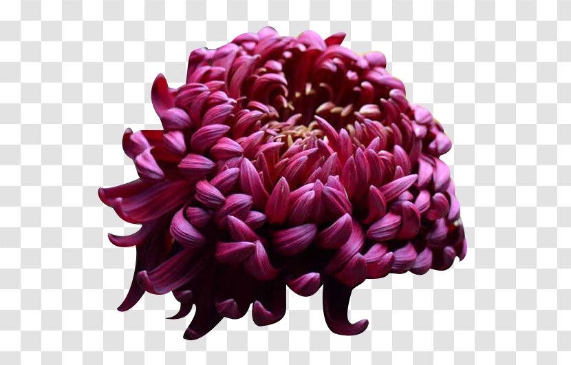 U4e2du56fdu83cau82b1 Chrysanthemum Xd7grandiflorum Four Gentlemen Ink - Picture Material Transparent PNG