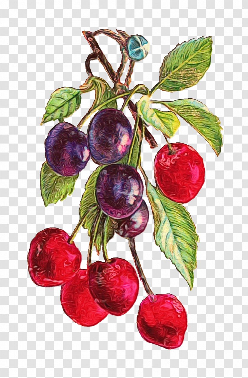 European Plum Fruit Plant Cherry Food - Leaf Tree Transparent PNG