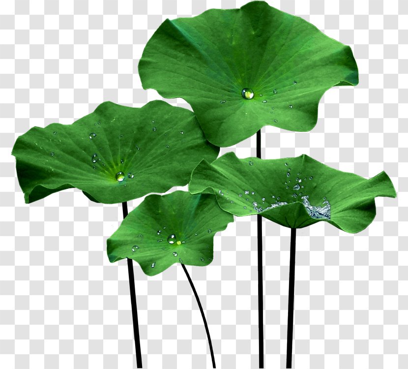 Nelumbo Nucifera Lotus Effect Leaf Clip Art - Aquatic Plants - Jelly Transparent PNG