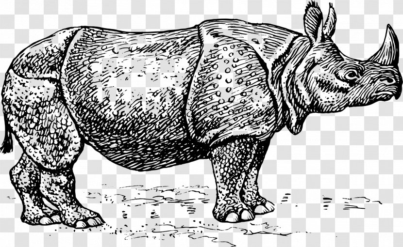 Rhinoceros A Sick Day For Amos McGee - Monochrome - Black Transparent PNG
