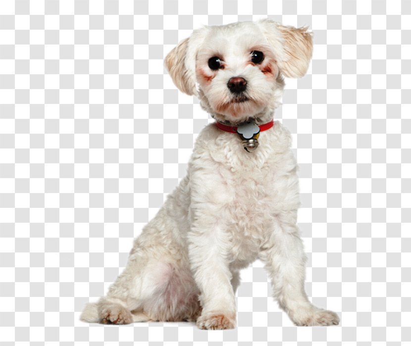 Maltese Dog Havanese Bolonka Cockapoo Schnoodle - Puppy Transparent PNG