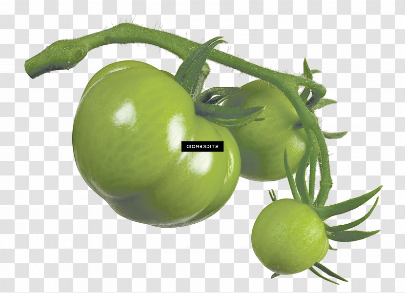 Tomato Transparent PNG