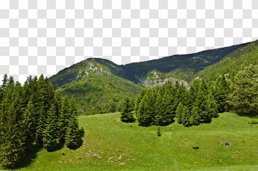 Conifers Tropical And Subtropical Coniferous Forests Mount Scenery Vegetation Temperate Coniferous Forest Transparent PNG