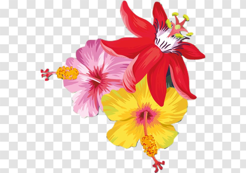 Rosemallows Cut Flowers Petal Annual Plant Herbaceous - Flowering - Sale Summer Transparent PNG