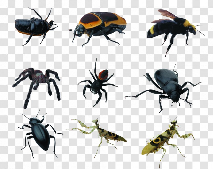 Insect Spiders Pest - Pests Transparent PNG