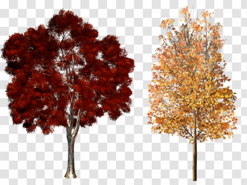 Tree Plant Clip Art - Leaf - Autumn Trees Material Transparent PNG