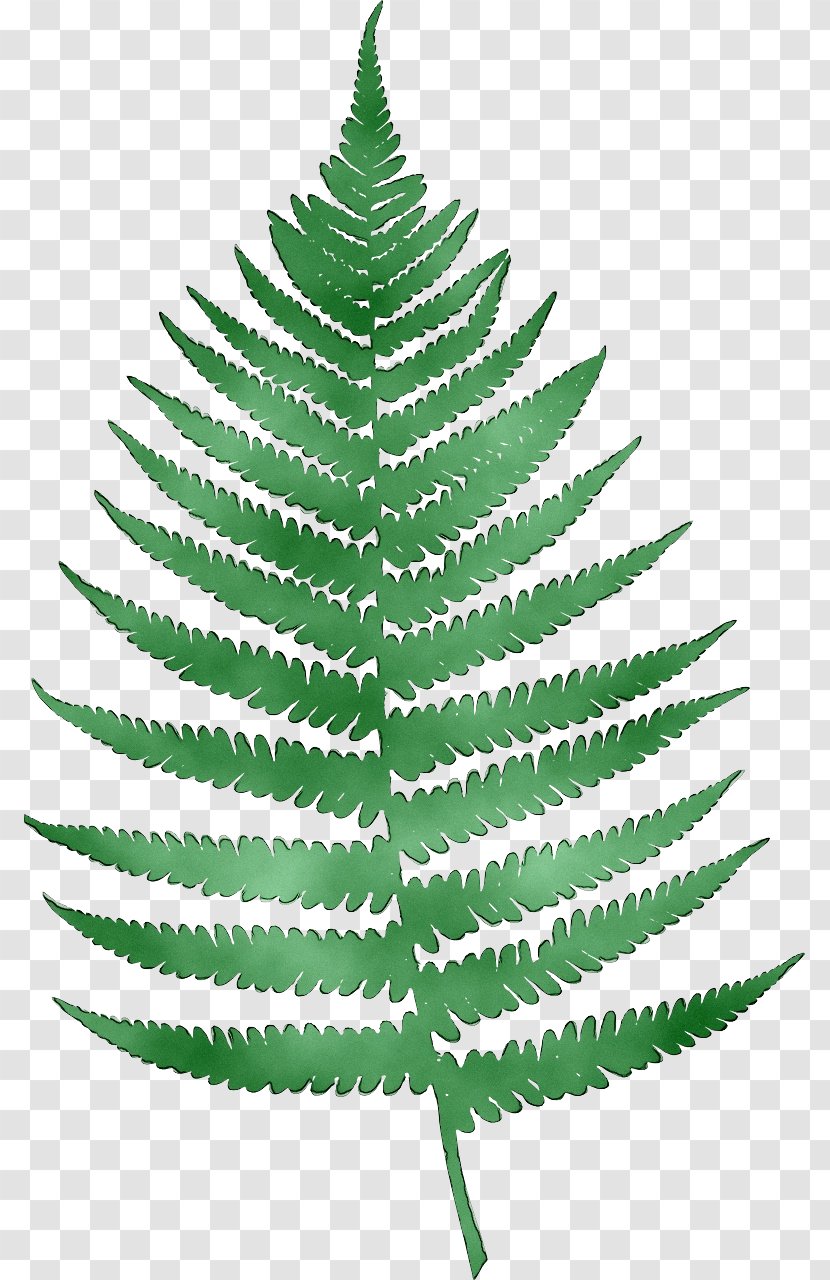 Clip Art Fern Desktop Wallpaper Transparency - Ferns And Horsetails - Oregon Pine Transparent PNG