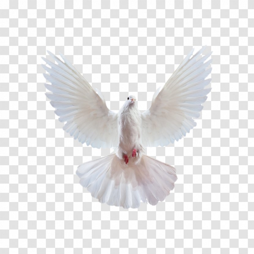 Merida Ariel Snow White Columbidae Cinderella - Squab - Flying Pigeon Creative,White Transparent PNG