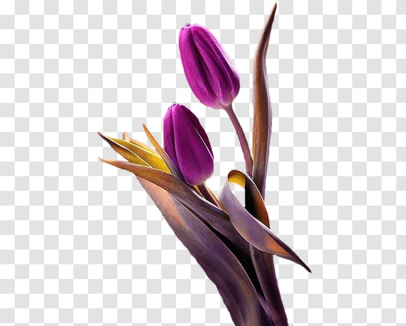 Tulip Flower Purple Plant - Tulips Transparent PNG