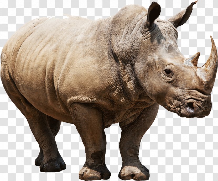 Elasmotherium Rendering - Black Rhinoceros - Rhino Transparent PNG