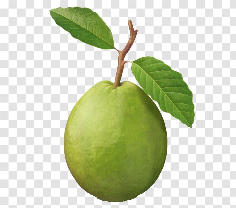 Common Guava Tropical Fruit Tree - Granny Smith - Guayaba Transparent PNG
