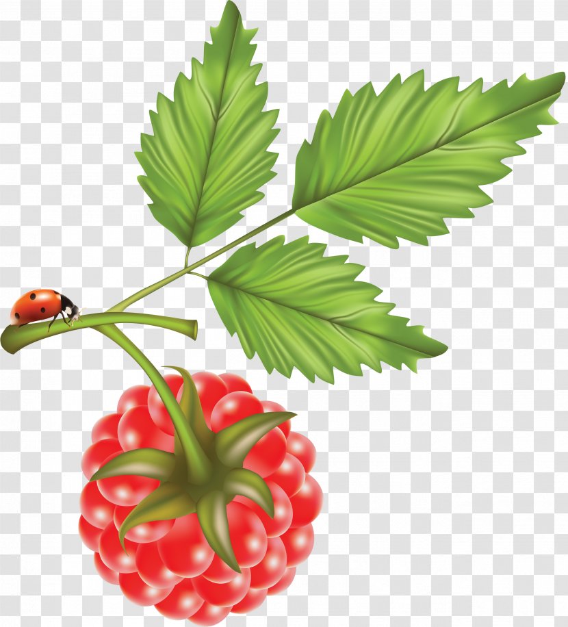 Red Raspberry Vector Graphics Image - Brambles Transparent PNG