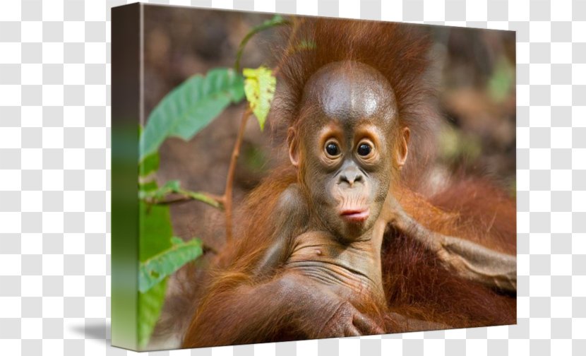 Chimpanzee Borneo Primate Bornean Orangutan Sumatran - Fauna Transparent PNG