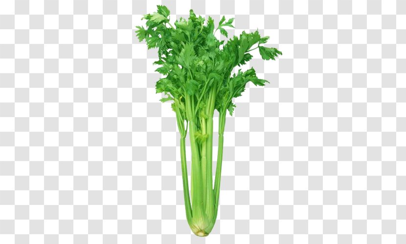 Celery Organic Food Vegetable Grocery Store Transparent PNG