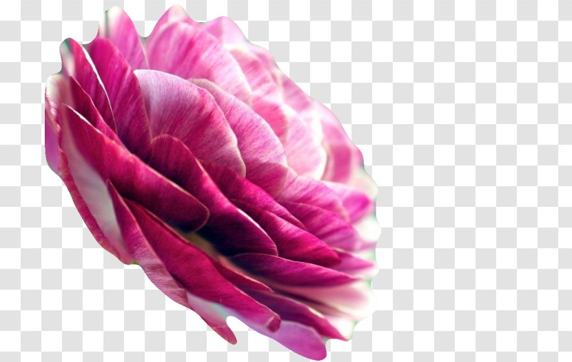Garden Roses Persian Buttercup Petal Desktop Wallpaper Flower - Rose Transparent PNG
