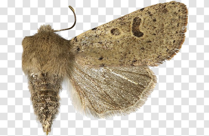 Brush-footed Butterflies Brown House Moth Silkworm Butterfly Hofmannophila - Insect Transparent PNG