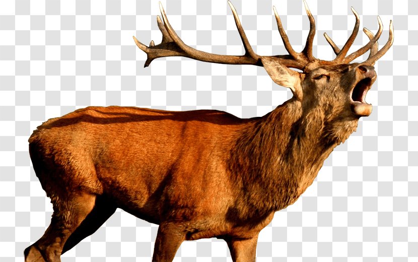 White-tailed Deer Red Elk Reindeer - Horse Transparent PNG