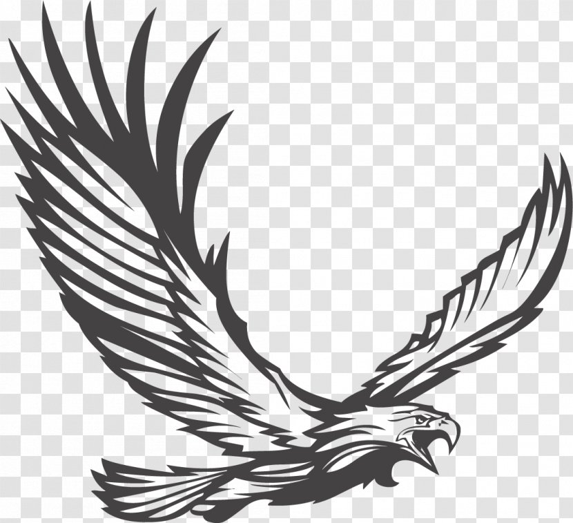 Bald Eagle Stock Photography Illustration - Eagles Fly Transparent PNG