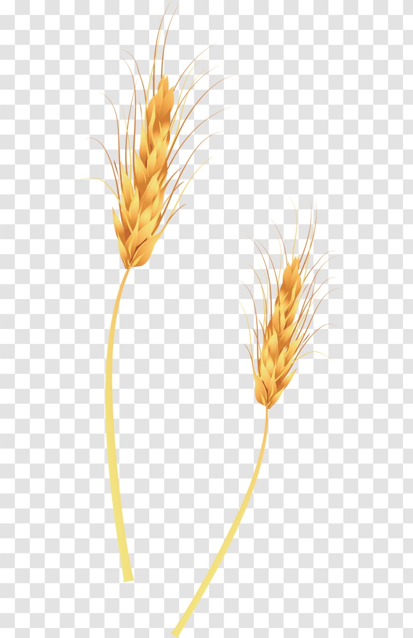 Broom-corn Wheat Ear Straw - Plant - Article Two Transparent PNG
