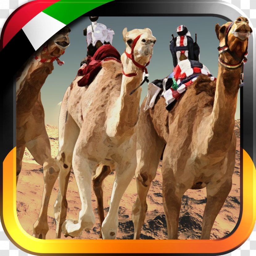 UAE Camel Racing... Dromedary Race 3D United Arab Emirates - Racing - Camels Transparent PNG