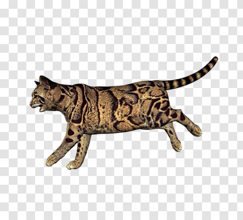 California Spangled Bengal Cat Ocicat Leopard Wildcat - Small To Medium Sized Cats Transparent PNG
