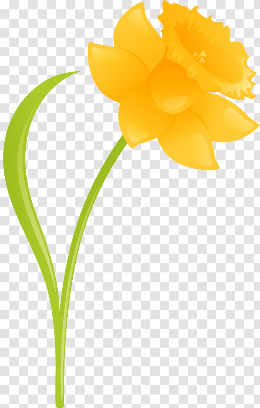 Daffodil Cut Flowers Plant Amaryllis - Flowering - Narcissus Transparent PNG