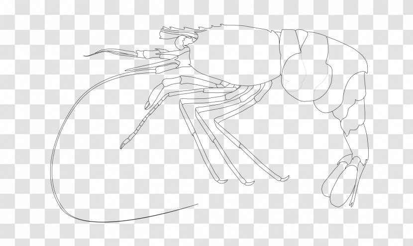 Drawing Monochrome Line Art /m/02csf Sketch - Cartoon - Shrimps Transparent PNG