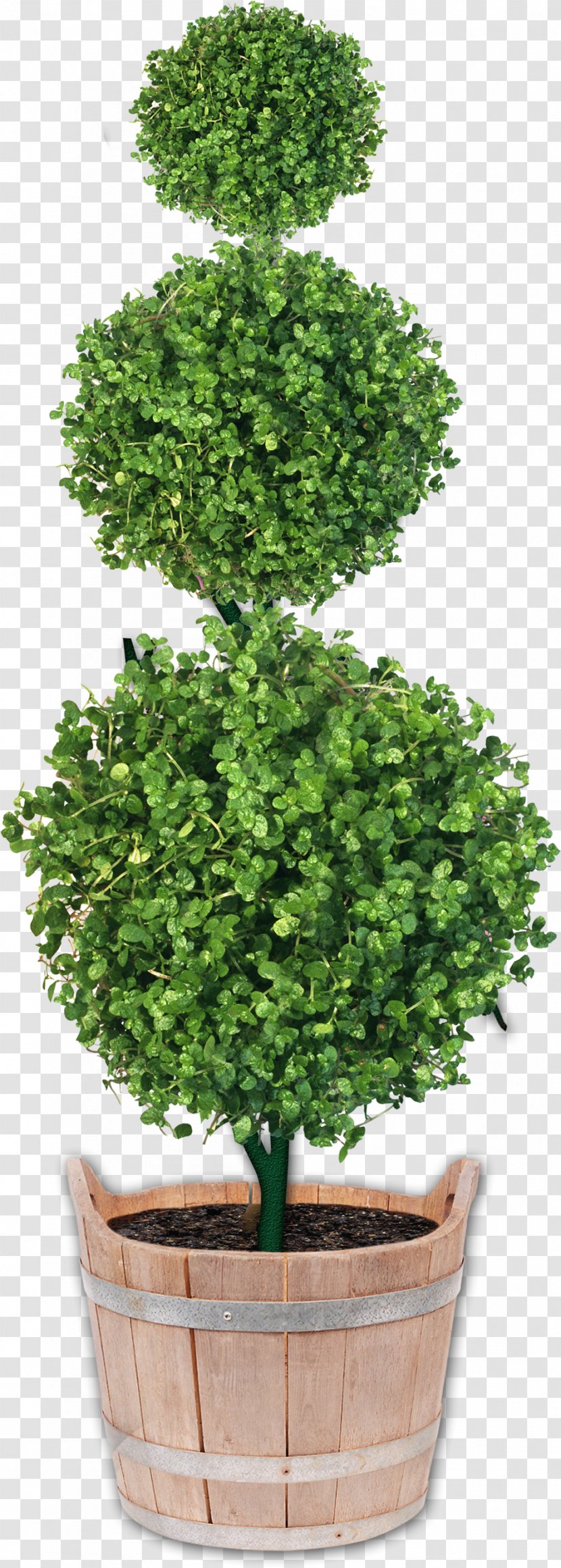 Green Leaf Clip Art - Houseplant - Beautiful Foliage Ball Transparent PNG