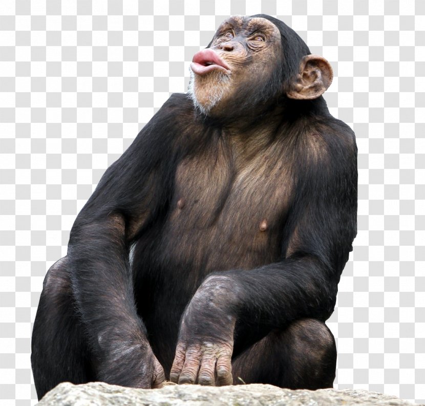 Bonobo Common Chimpanzee The Third Desktop Wallpaper Monkey Transparent PNG