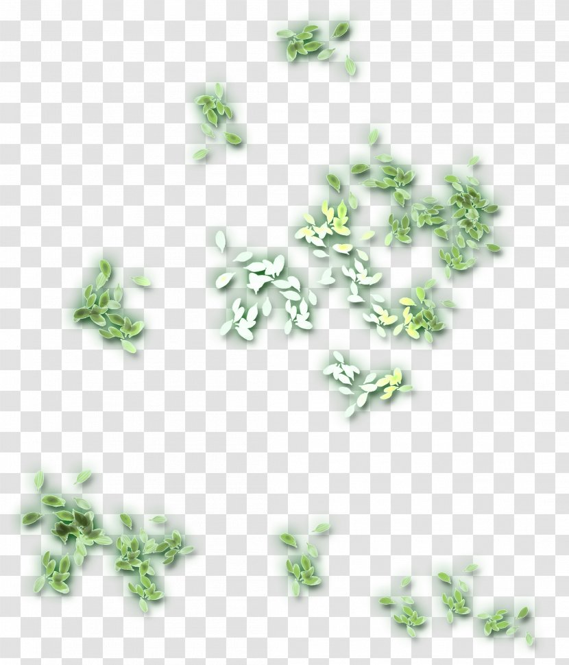 Tree Organism Font - Grass - Petals Transparent PNG