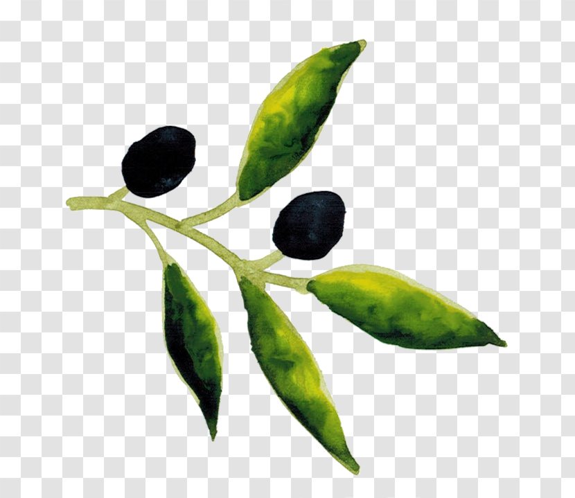 Olive Tree - Branch - Twig Flowering Plant Transparent PNG