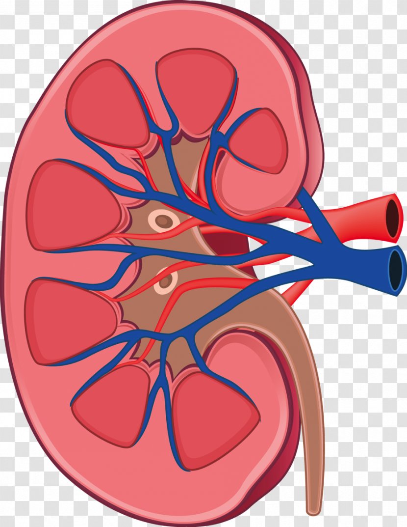 Kidney Anatomy Human Body Physiology Retroperitoneal Space - Heart - Kidneys Transparent PNG