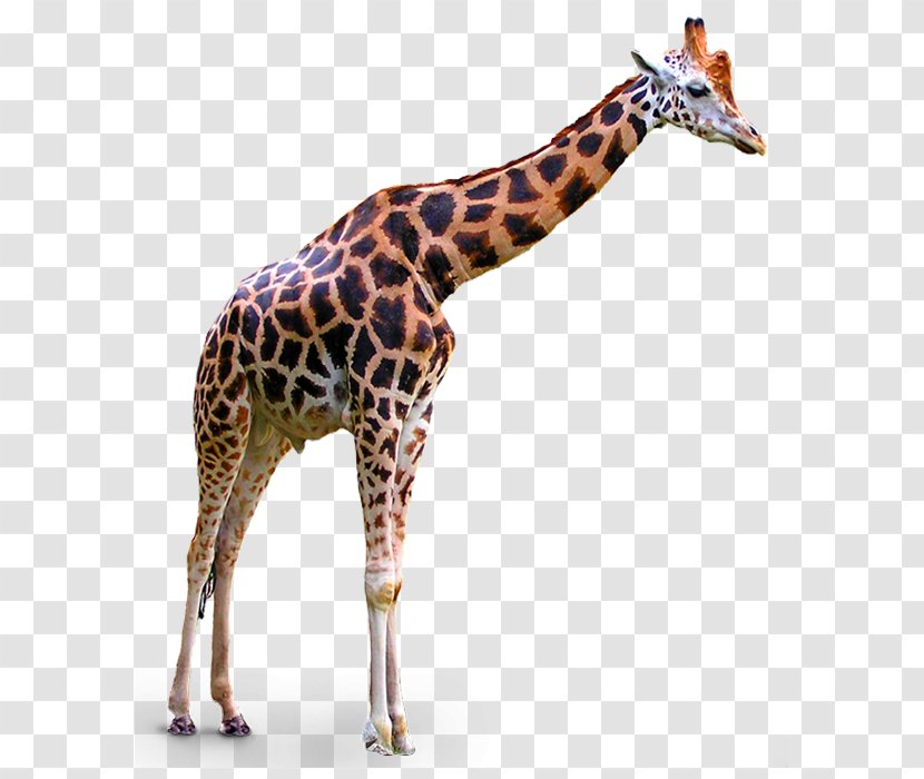 Giraffe Clip Art - Terrestrial Animal - Giraffes Transparent PNG