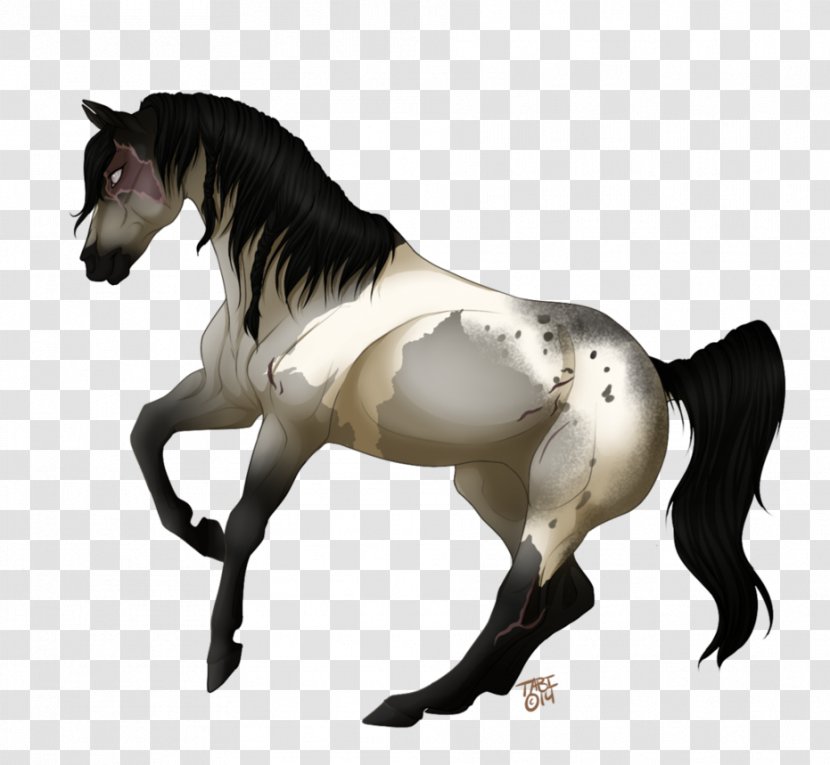 Mustang Stallion Foal Colt Mare - Horse Transparent PNG