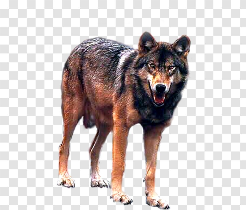 Kunming Wolfdog Coyote Canidae Dhole - Red Wolf - Dog Transparent PNG