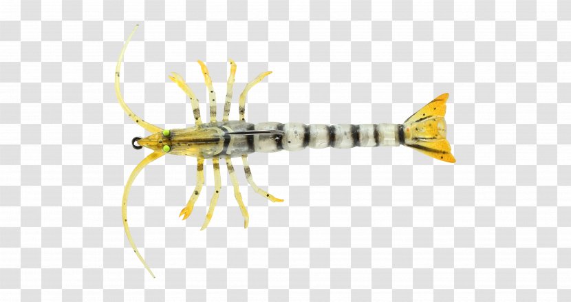 Ranged Weapon Tail Invertebrate Fish - Blood Pressure - Mantis Shrimp Transparent PNG
