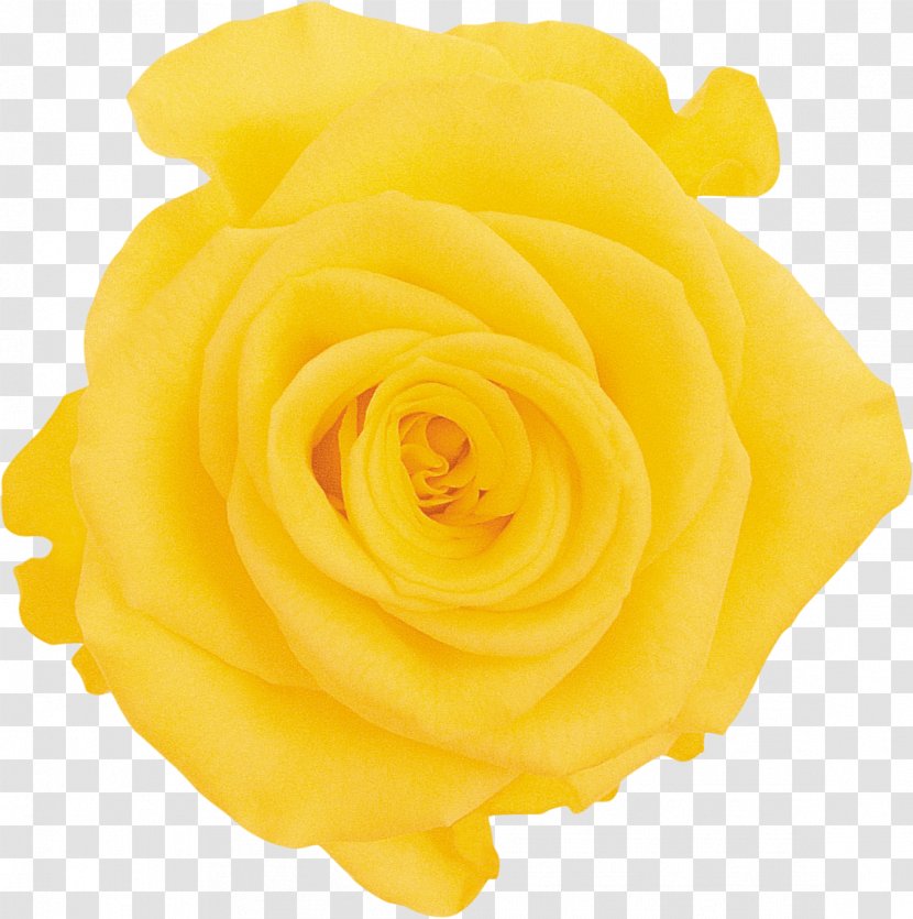 Garden Roses Cut Flowers Rosaceae - Orange - Yellow Rose Transparent PNG